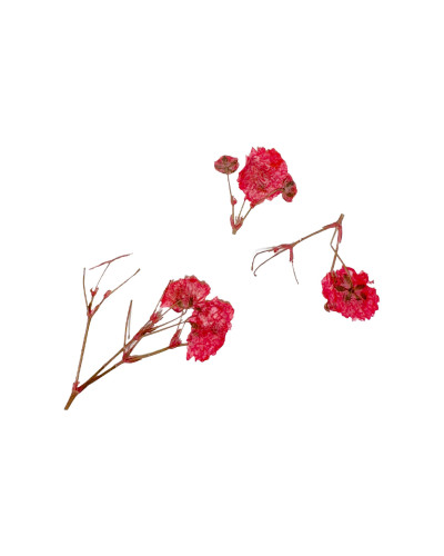 Décor d'ongles fleurs séchées red branches Peggy Sage