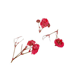 Décor d'ongles fleurs séchées red branches Peggy Sage