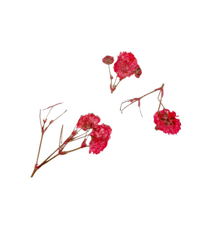 Décor d'ongles fleurs séchées red branches Peggy Sage