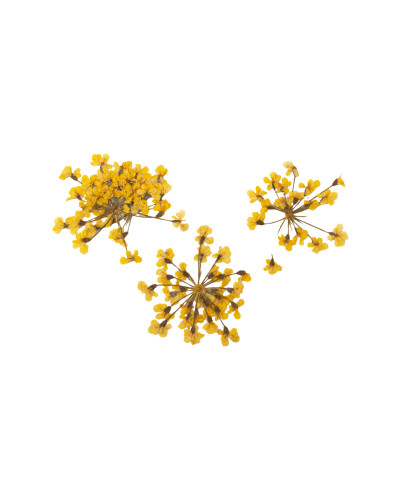 Décor d'ongles fleurs séchées yellow bouquet Peggy Sage