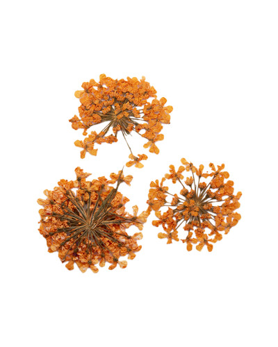 Décor d'ongles fleurs séchées orange bouquet Peggy Sage