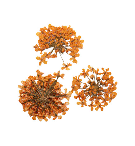 Décor d'ongles fleurs séchées orange bouquet Peggy Sage